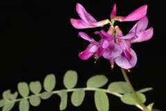 Hedysarum kumaonense